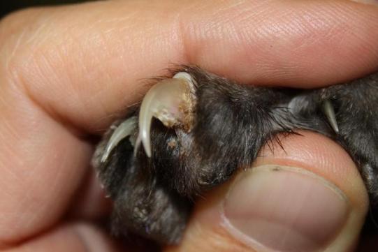 Mikesch Weiterer Verlauf 1