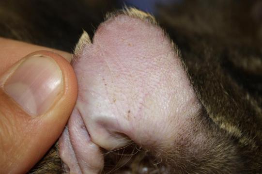 Mikesch Weiterer Verlauf 2