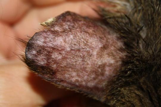 Mikesch Weiterer Verlauf 1