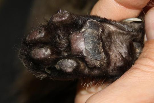 Mikesch Weiterer Verlauf 4