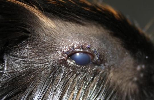 Jacky Weiterer Verlauf 1