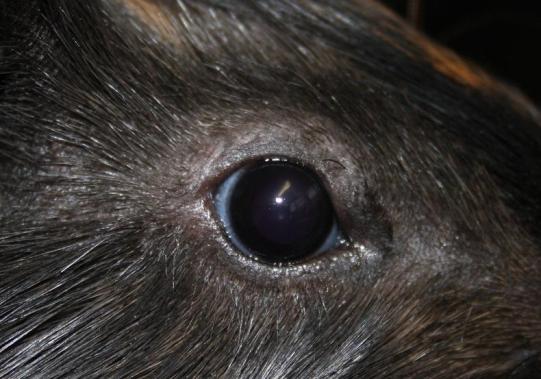 Jacky Weiterer Verlauf 2