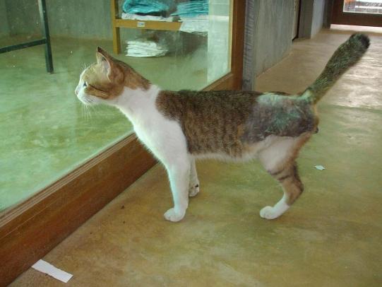 Streunerkatze Wissenschaftliches 2