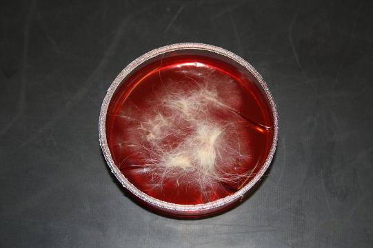 Barbas Weiterer Verlauf 1