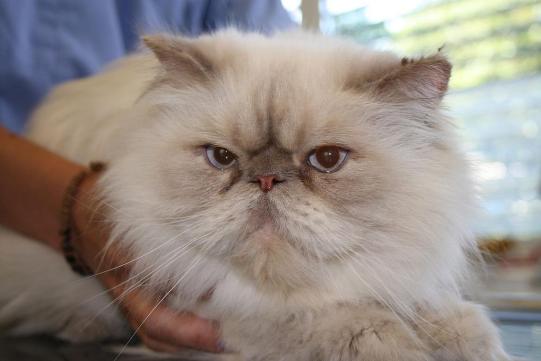 Barbas Vorgeschichte