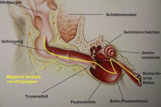 Oliver Wissenschaftliches 1