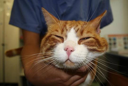 Oliver Wissenschaftliches 3