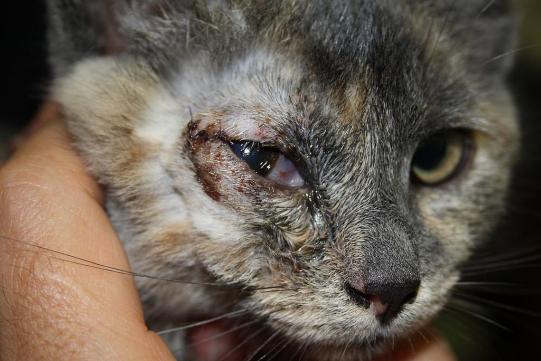 Mimi Weiterer Verlauf 1