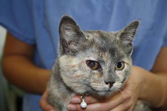 Mimi Wissenschaftliches