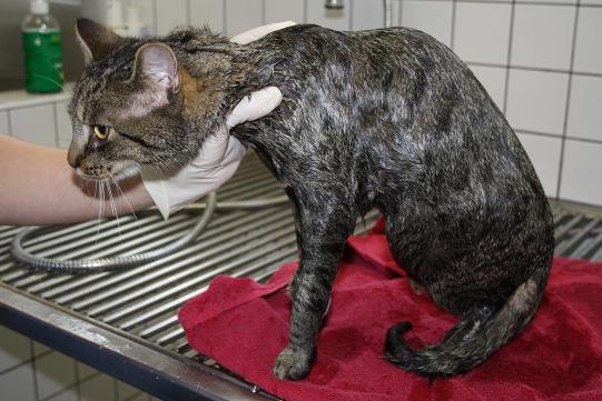 Tiger Weiteres Vorgehen 1