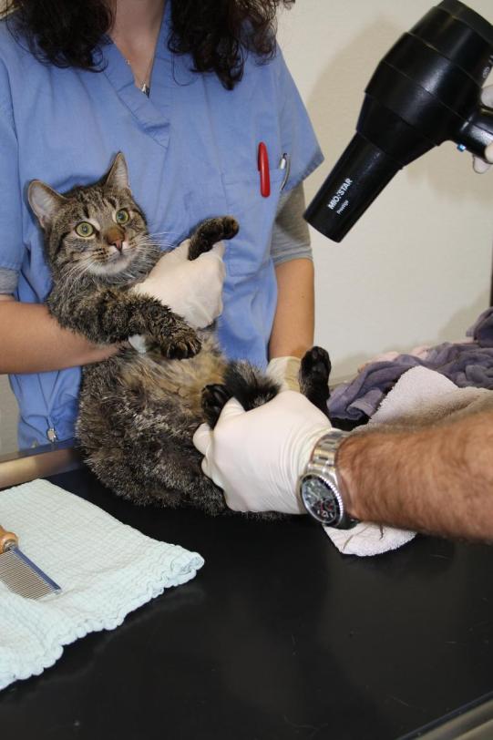 Tiger Wissenschaftiches