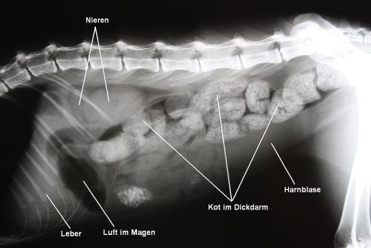 Lucifer Untersuchung