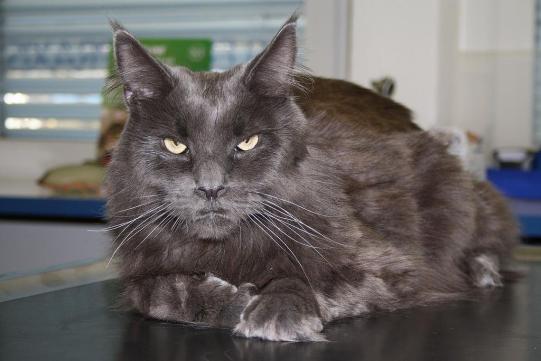 Lucifer Vorgeschichte