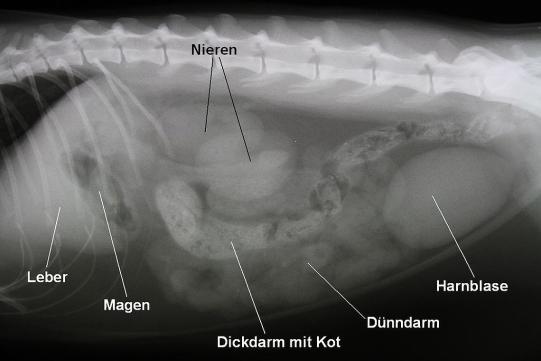 Perla Weitere Untersuchung