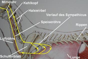 Bagus Wissenschaftliches