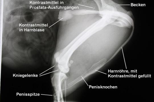 Victor Weitere Untersuchung 1