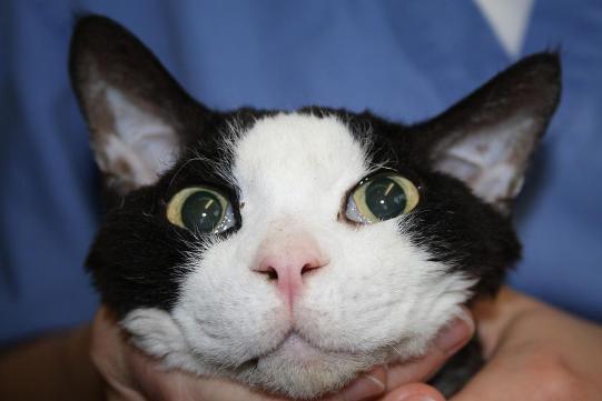 Leslie Vorgeschichte