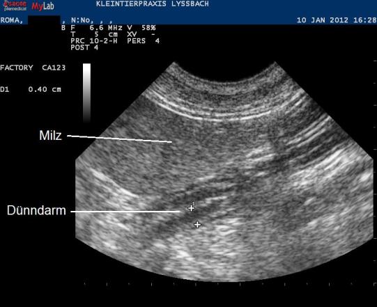 Roma Weiterer Verlauf