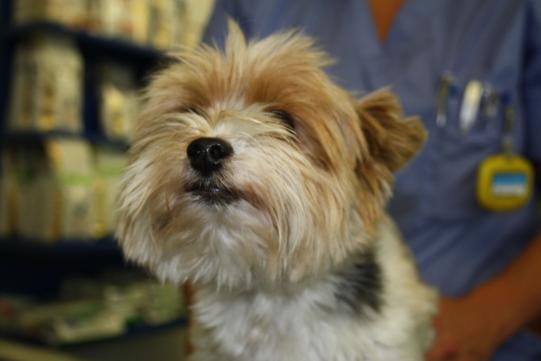 Chou Chou Vorgeschichte