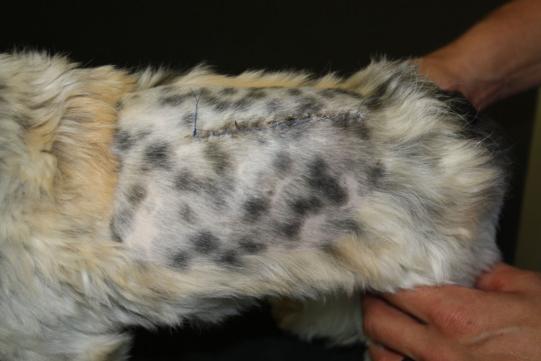 Chou Chou Weiterer Verlauf