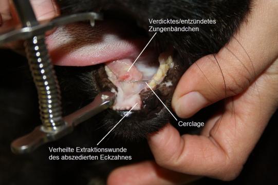 Sophy Weiterer Verlauf 1