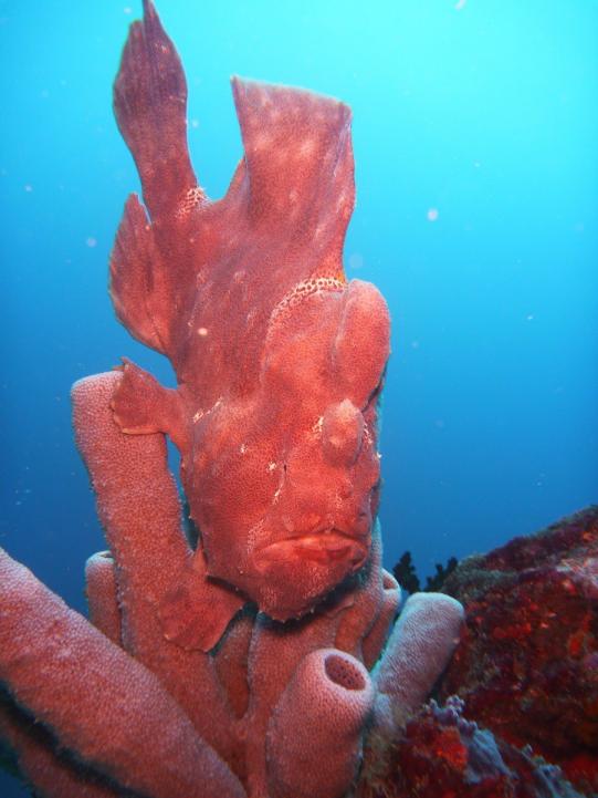 Indonesische Hundemutter Vorgeschichte 1