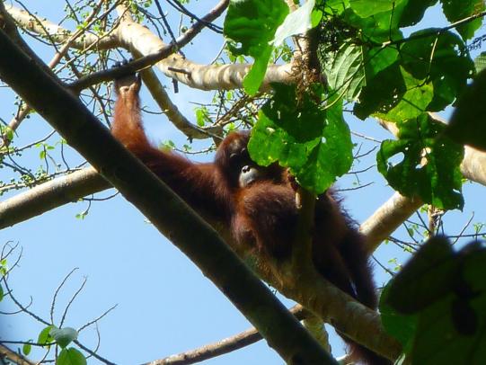Indonesische Hundemutter Vorgeschichte 2