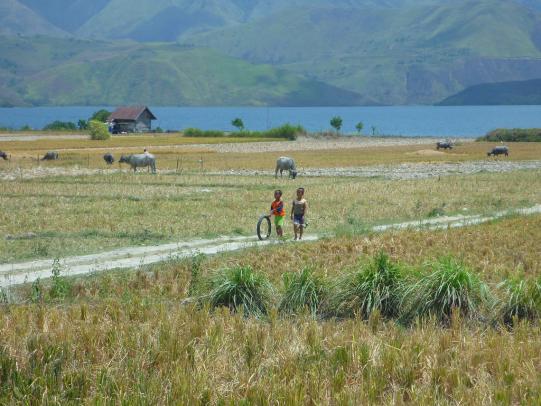 Indonesische Hundemutter Vorgeschichte 3