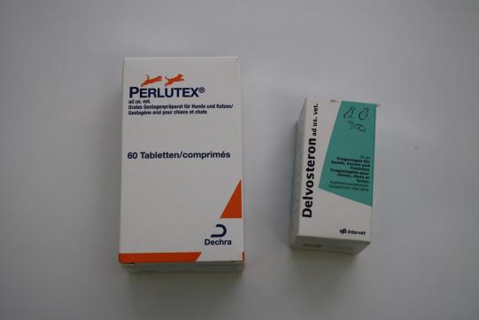 Indonesische Hundemutter Wissenschaftliches