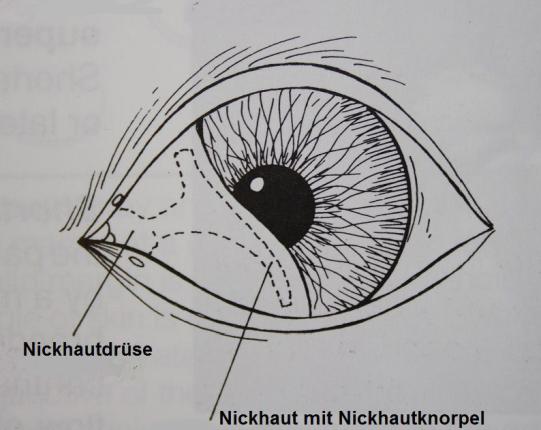 Chili Wissenschaftliches