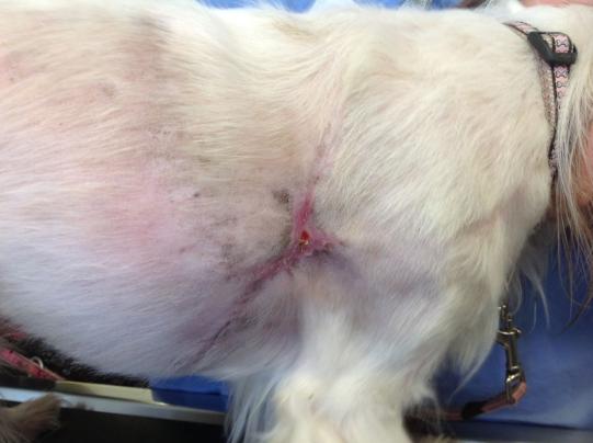 Angel Wissenschaftliches 2