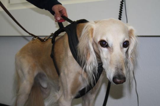 Karammaz Vorgeschichte