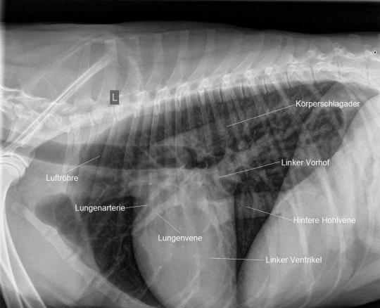Karammaz Weiterer Verlauf