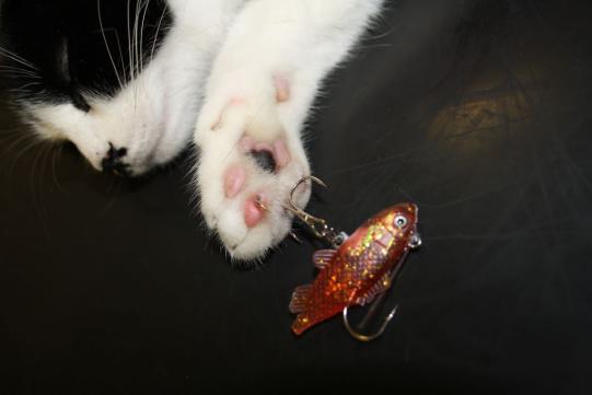 Chelsea Problemstellung 1