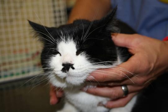 Chelsea Vorgeschichte