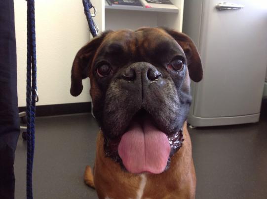 Falco Wissenschaftliches