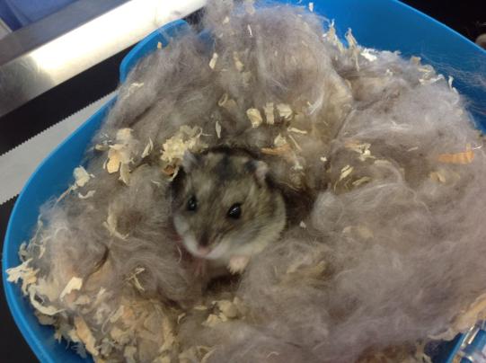 Speedy Vorgeschichte