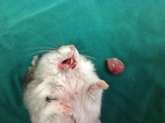 Speedy Wissenschaftliches