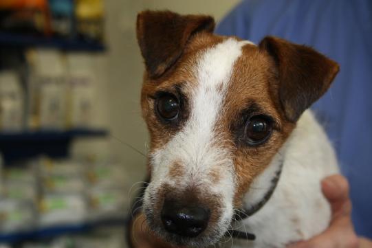 Jago Wissenschaftliches