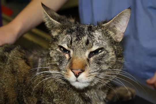 Nelson Vorgeschichte