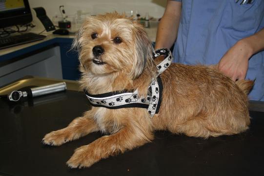 Shila Weiterer Verlauf