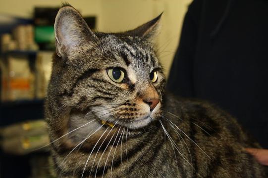 Murphy Vorgeschichte