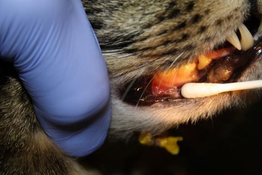 Murphy Weiterer Verlauf