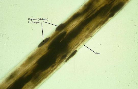 Diva Wissenschaftliches