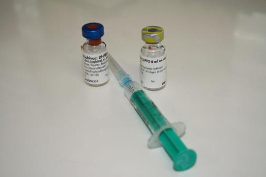 Impfungen bei Hunden