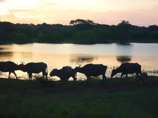 Sri Lanka Vorgeschichte 1