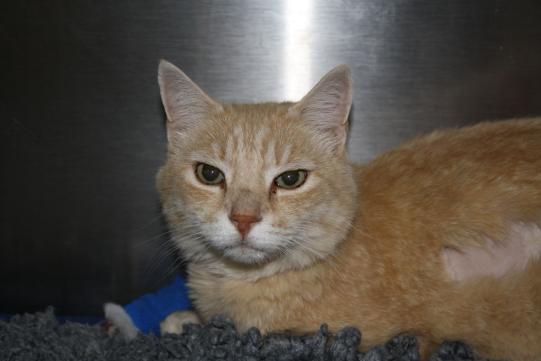 Muffin Vorgeschichte