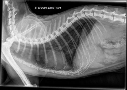 Muffin Weiterer Verlauf