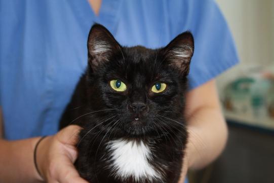 Babette Vorgeschichte