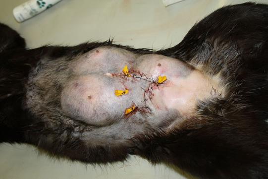 Babette Weiterer Verlauf 3